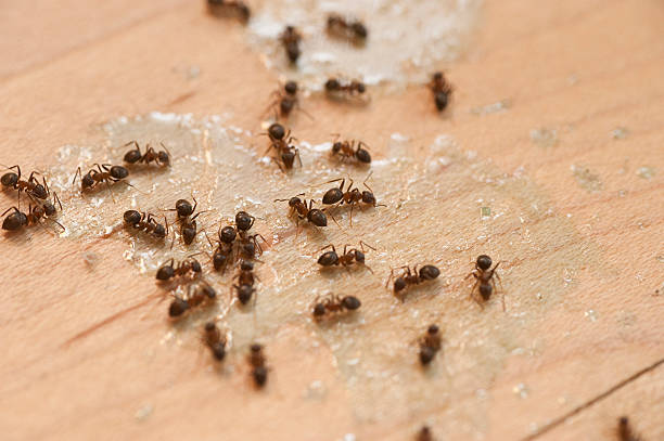 Best Pest Removal Services  in Kalaeloa, HI
